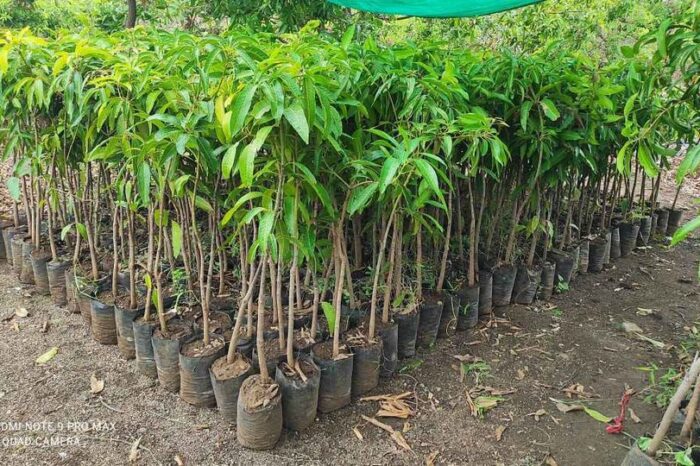 Kesar Mango Plants