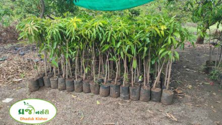 Kesar Mango Plant - Vraj Nursery