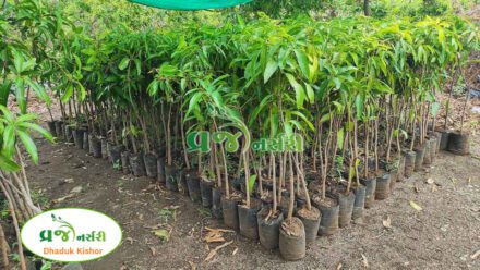 Kesar Mango Plant - Vraj Nursery