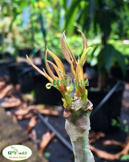 Vraj Nursery Mango Plant