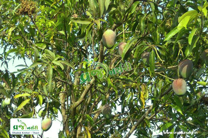 Hapus (Alphonso) Mango Plant - Vraj Nursery