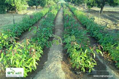 Langra Mango Plant - Vraj Nursery