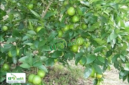 Lemon (Nimboo, Limboo, Lime) Plant - Vraj Nursery