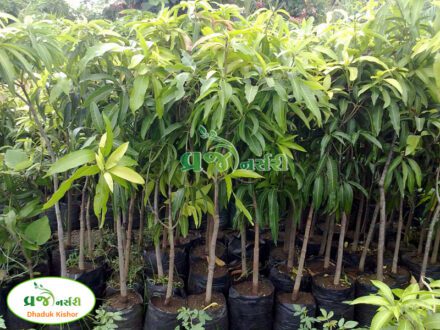 Kesar Mango Plant - Vraj Nursery