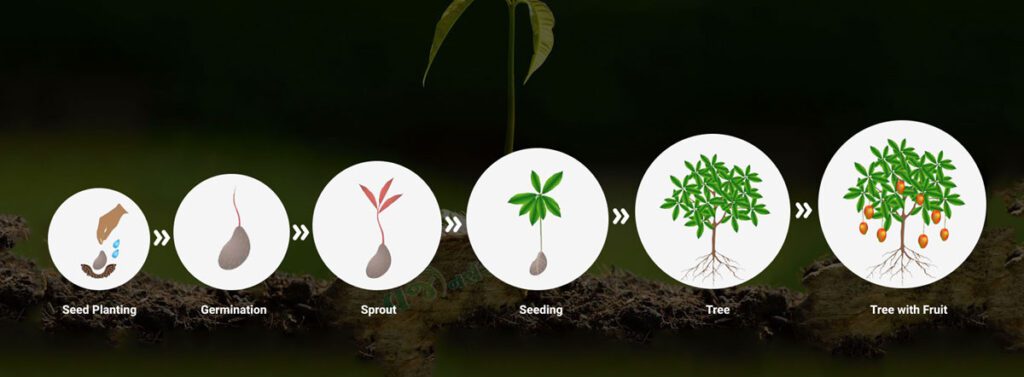 life cycle of a mango tree