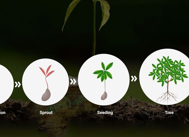 life cycle of a mango tree