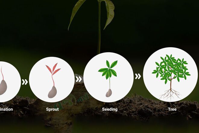 life cycle of a mango tree