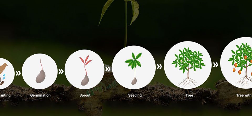 life cycle of a mango tree